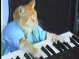 Zongorázo macsek