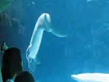 Mivel játszik a delfin?