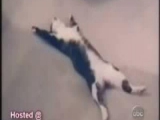 funny Cats 2