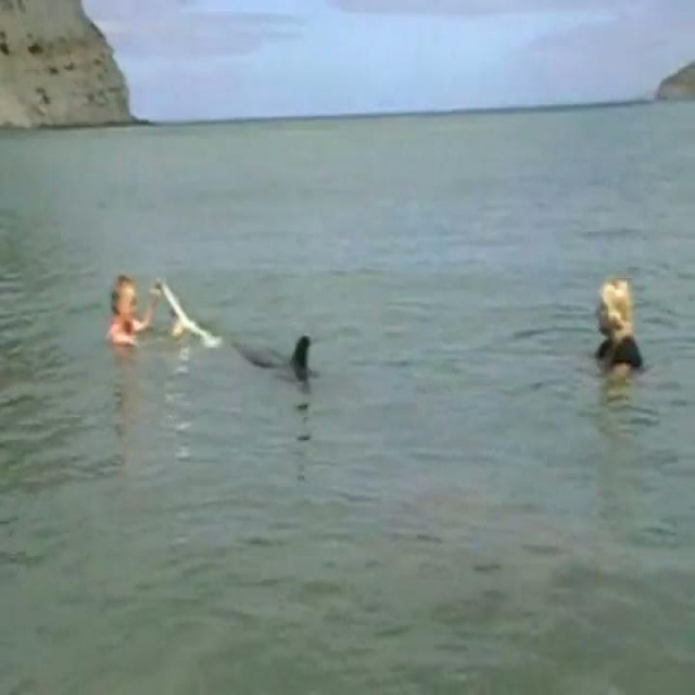 Moko, a vad delfin