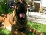 Fortenero cane corso Atosz