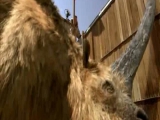 Nigel Marven: Ősvilági kaland 2. rész: Gyapjas...