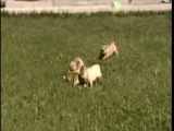 french bulldog puppies - last litter