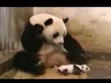 Panda dance