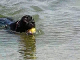 Bonnie a labrador vizi apportja