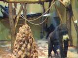 Gorilláék I