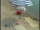 A kutyák is szeretik a strandot