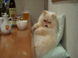 Cica az asztalnál eszik