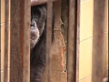 Segítsééég Rabló csimpánz