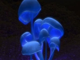 Infeckted Mushroom - Blink