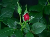 Nyíló rózsa