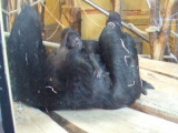 Gorillabébi