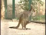 Miért ugrál a kenguru?