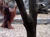 Hintázó orangután Gelsenkircenben