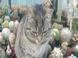 Cica kaktuszok között :D
