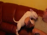 VOPBULL - Victim Of Prejudices Bull Terrier...