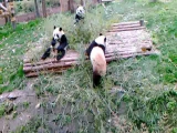 Újabb pandák