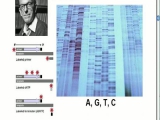 Genom Szekvenálás egykor és ma- Bálint Bálint...