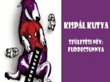 Kispál Kutya - brand marketing