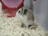 Túlpörgött hörcsög