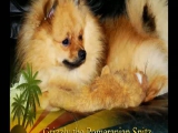 Grizzly - my little Pomeranian dog growing up...
