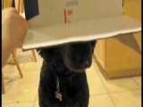 Dog with a box on his head