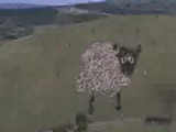 Extrem sheep Led art