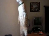 Standing cat