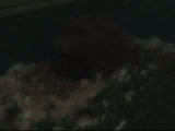 2. tengerimalacok(2)