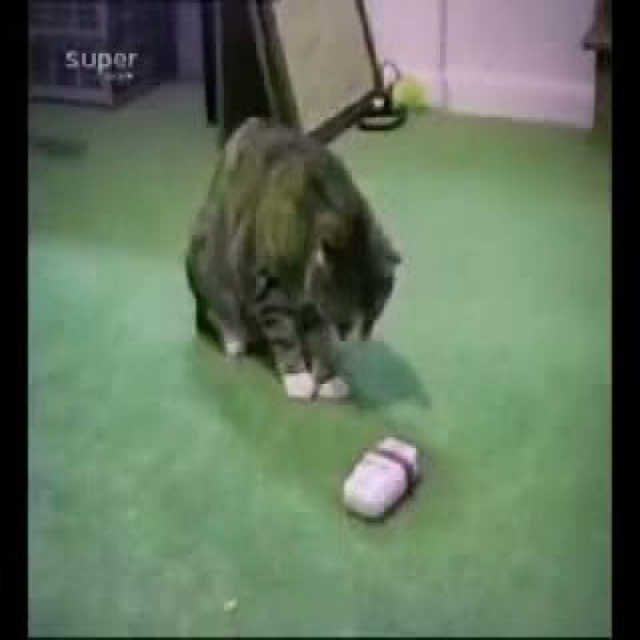 funny animals