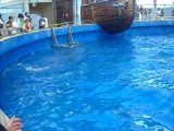 Top Deck Dolphin Show 2