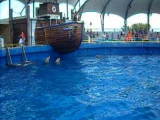 Top Deck Dolphin Show 3