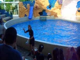 Golden Dome Sea Lion Show 2