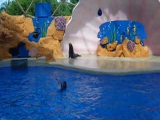 Golden Dome Sea Lion Show 3