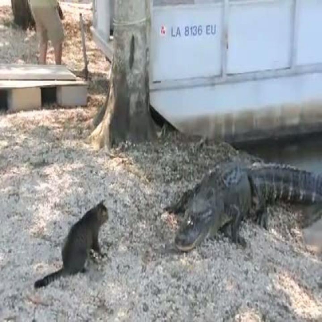 Cica vs krokodil