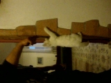 pok cat