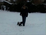 Winter song - Dog dancing