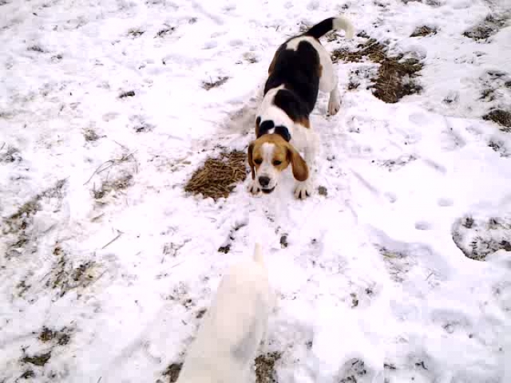 Beagle és a fehér cica