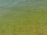 tó