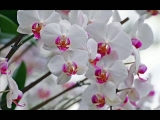 Orhideák