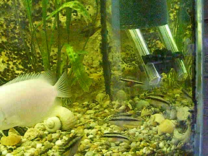 Díszhalak - Pelvicachromis pulcher - Meggyhasú sügér