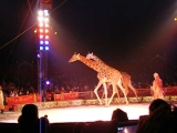 Zsiráf a cirkuszban