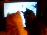 Kölyök macskák és a monitor