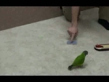 Egy papagáj trükkjei két percben