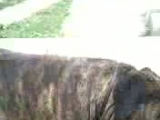 Bosco