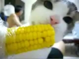 Kukoricát evő macsek