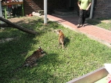 Kölyök tigrisek a szöuli állatkertben