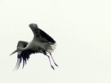 A gólyához - To the stork