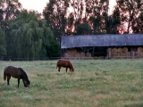 Lovak - Horses