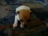 Jack Russell terrier Smiley Puppy mix 2011...